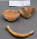 Lactarius volemus image